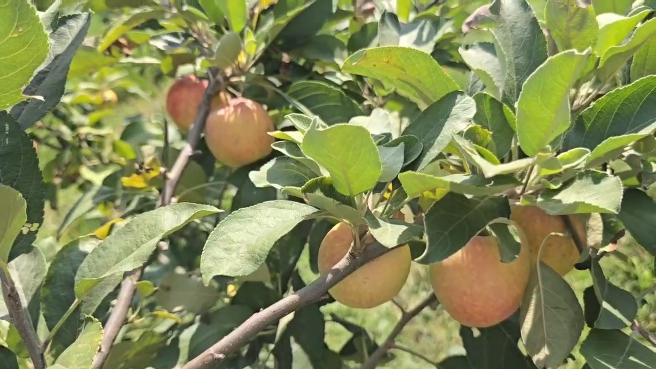 Apple Farming Haryana