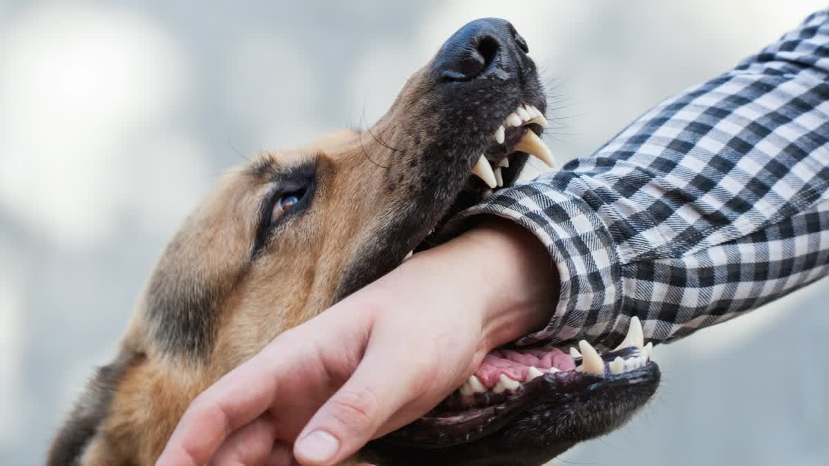 MBA Graduate Dies of Rabies After Neglecting Treatment for Stray Dog Bite in Tamil Nadu Rabies
