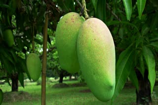 Mangoes of Malda