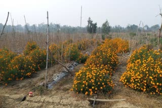 SHAHDOL CULTIVATE MARIGOLD FLOWERS