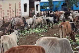 Chhindwara gaushala poor condition