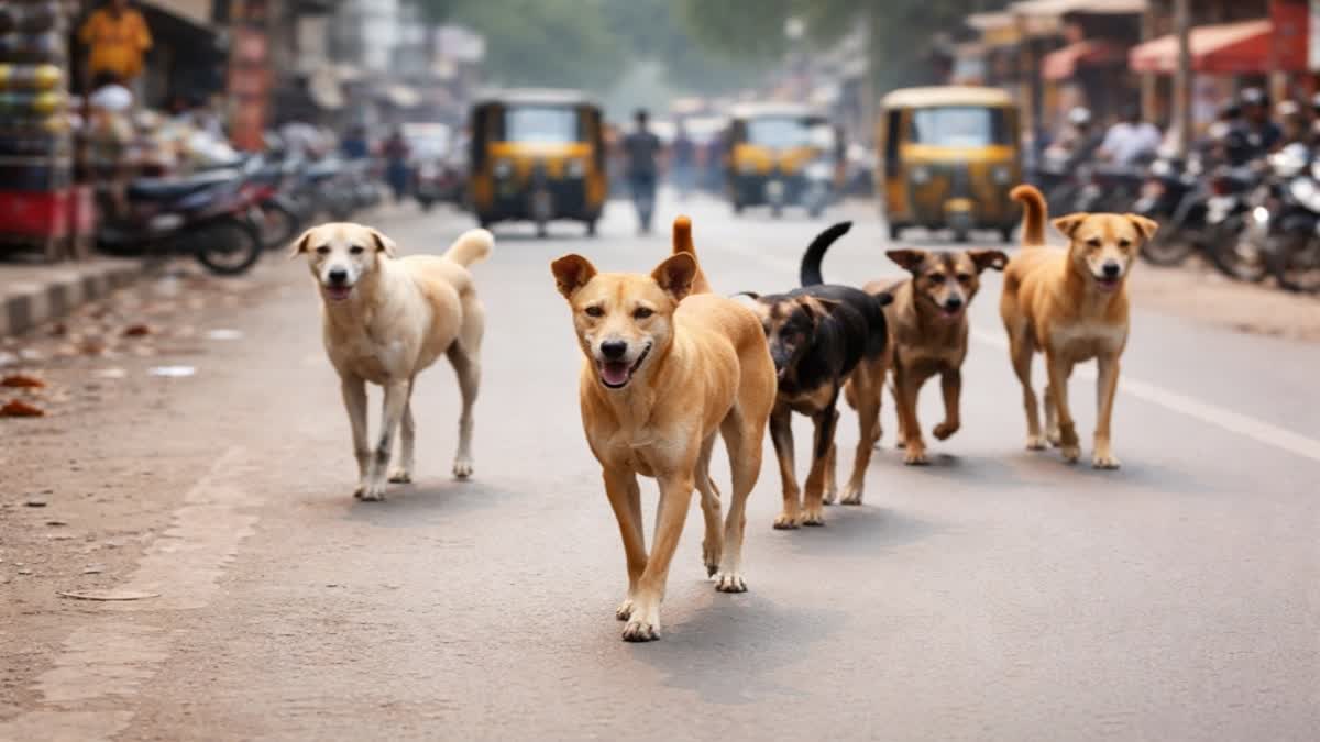 Stray dogs bit 150 people.