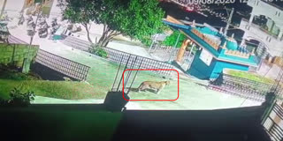 leopard-roaming-in-chamundi-hills-village-cctv-footage-captured
