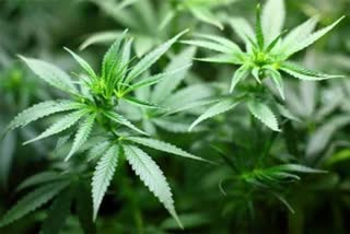 Excise Dept Surveillance on Ganja Trafficking