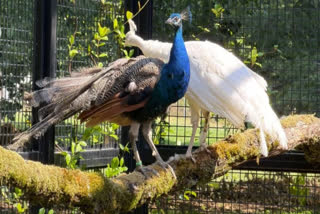 Indian Peacocks To UN