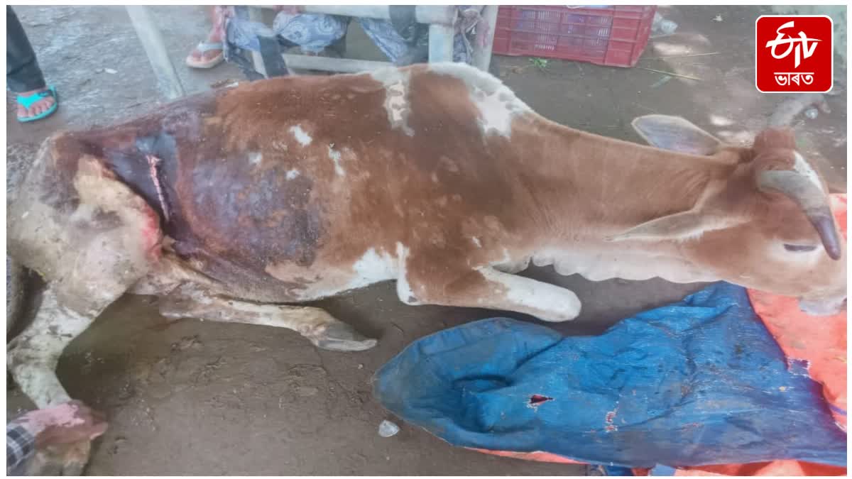 50 kg of Plastic Waste Surgically Removed from Cow Stomach in Berhampur