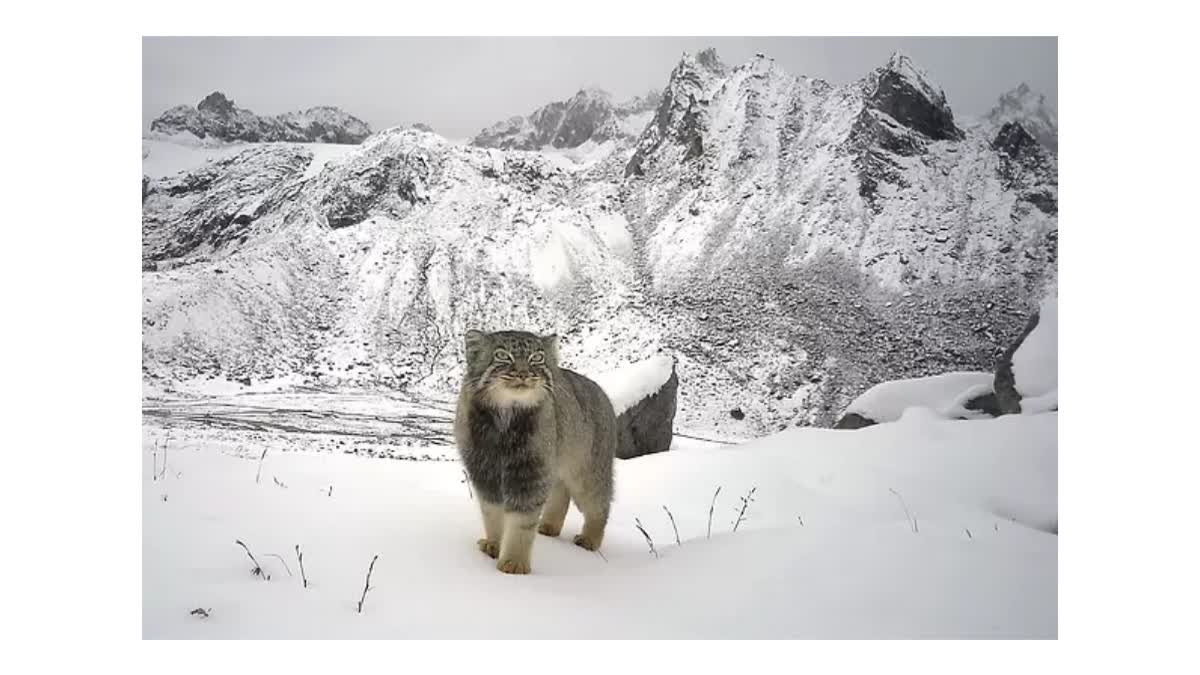 Elusive Pallas' Cat Caught On Camera For First Time In Arunachal
