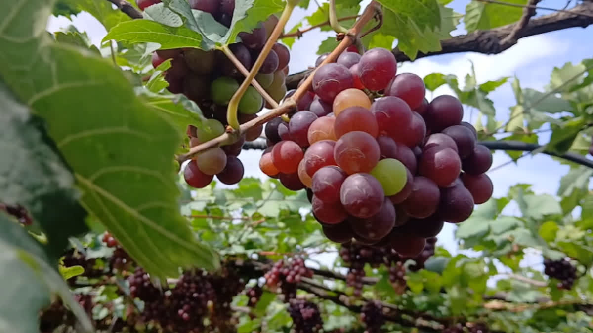 As Cumbum Vineyards In TN's Theni Ready For Harvest, Tourists Flock To Enjoy Views