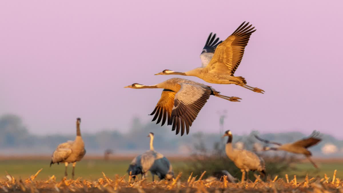 Sarus Cranes: Lifelong Partners On The Verge Of Extinction In India