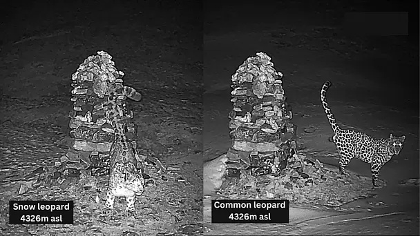 Elusive Pallas' Cat Caught On Camera For First Time In Arunachal