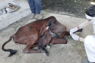 Lumpy Virus in Ajmer