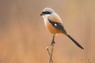 SHRIKE BIRD CALLED BUTCHER