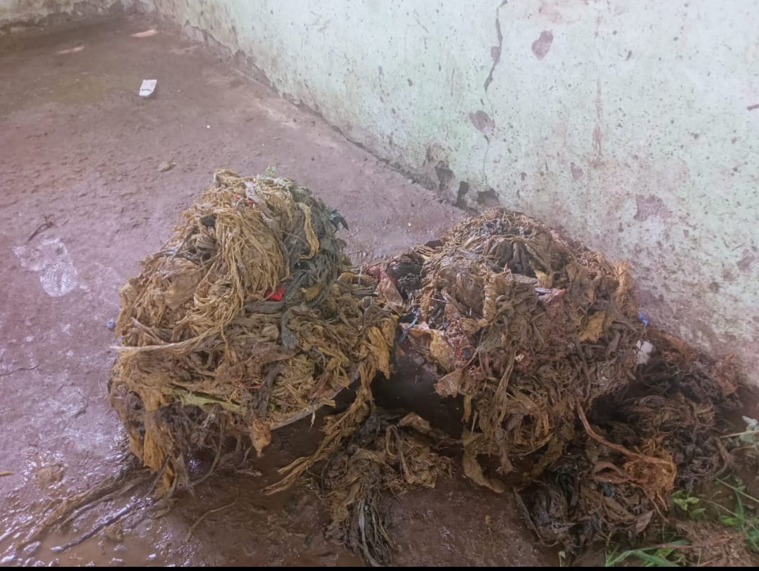 50 kg of Plastic Waste Surgically Removed from Cow Stomach in Berhampur