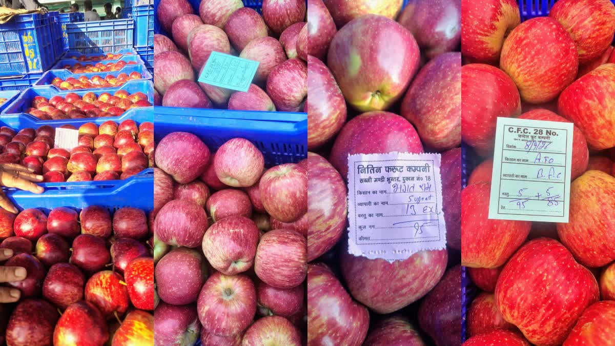 Kullu Apple Season