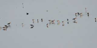 Rare Siberian Godwits, Migratory Birds Gather At Perungulam Lake In Thoothukudi Rare Siberian Godwits, Migratory Birds Gather At Perungulam Lake In Thoothukudi