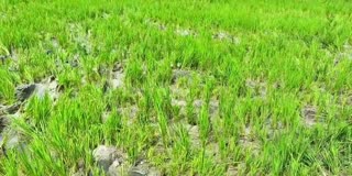 Elephant Damaged Crop In Chittoor District