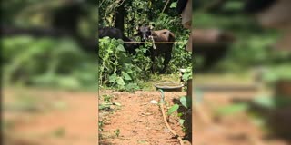BUFFALOES RAN AMOK OTTAPALAM  OTTAPALAM BUFFALOES ATTACK  BUFFALOES ATTACKS IN KERALA  BUFFALOES FLED
