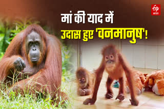 मूड ठीक करने के लिए सुनाया जा रहा क्लासिकल म्यूजिक
