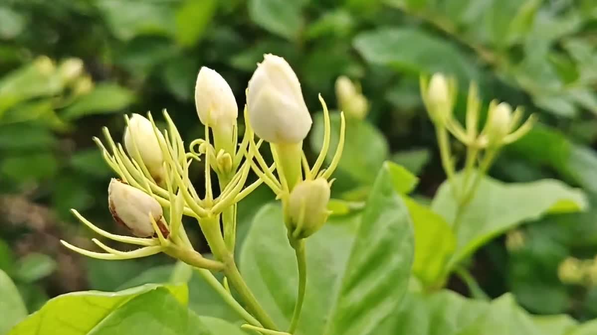 மதுரை மல்லி