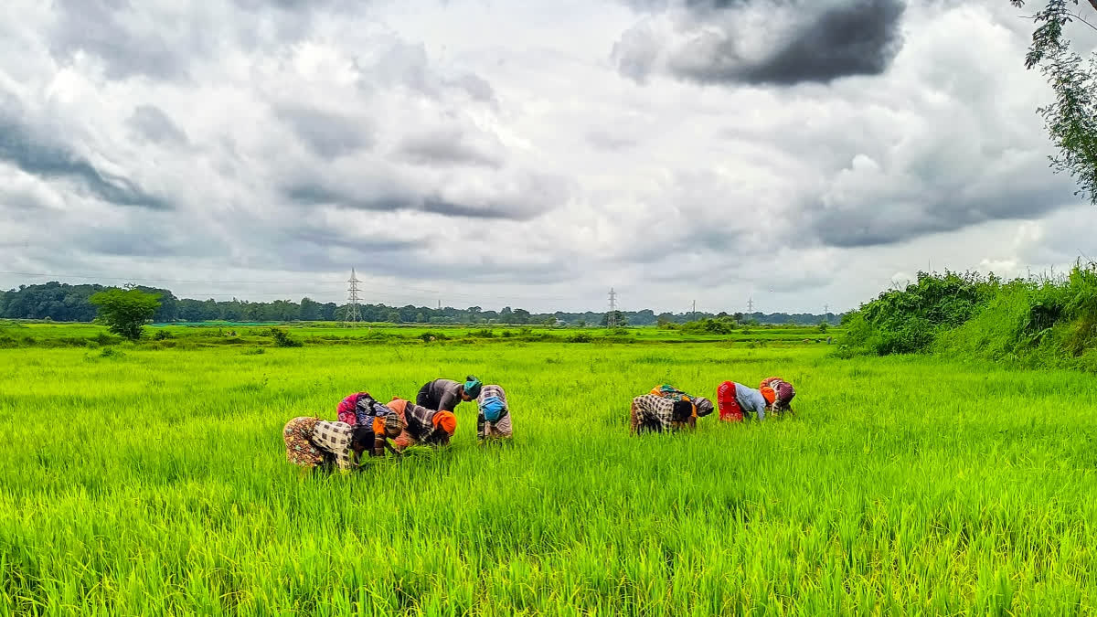 Nine Maharashtra Districts Selected For Pradhan Mantri Dhan Dhaanya Krishi Yojana Nine Maharashtra Districts Selected For Pradhan Mantri Dhan Dhaanya Krishi Yojana