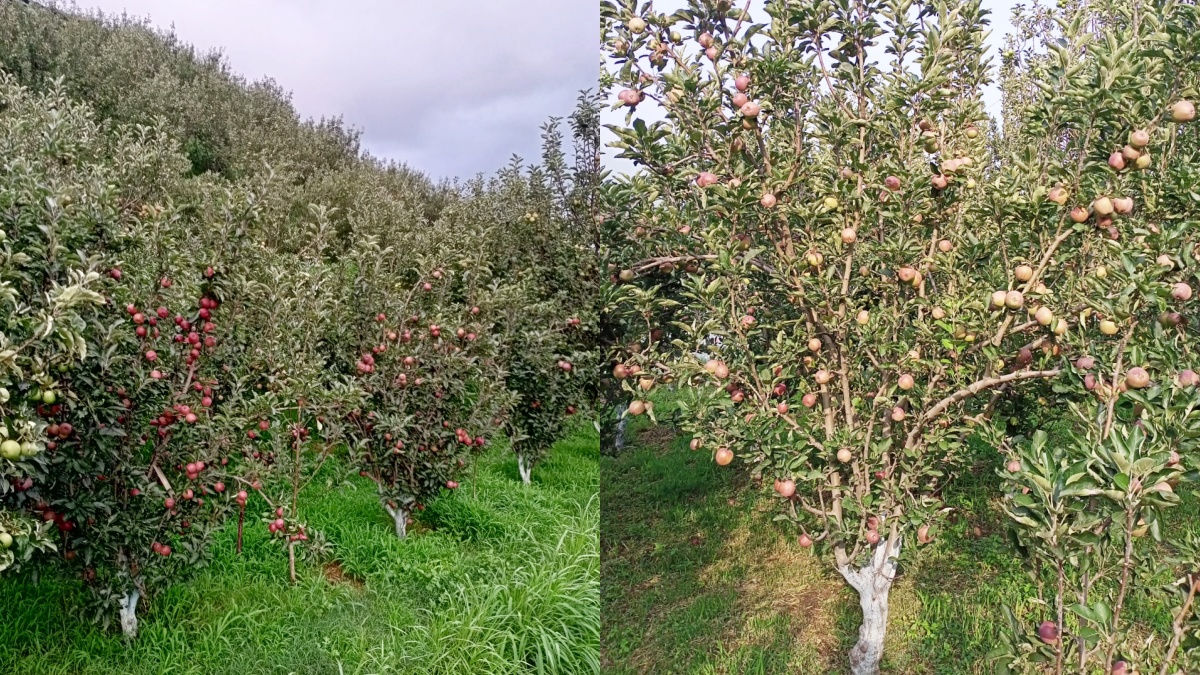 HIMACHAL APPLE PRODUCTION