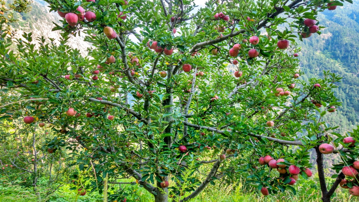 APPLE TREE