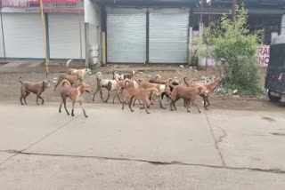 burhanpur stray dogs terror every day 15 dog bite cases reported Urdu News