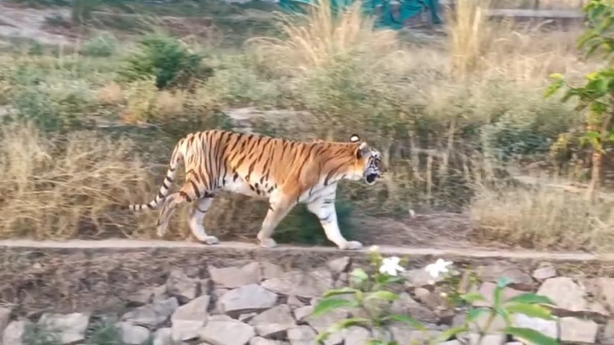 Health Monitoring Of Country’s Eldest Tigress Intensified