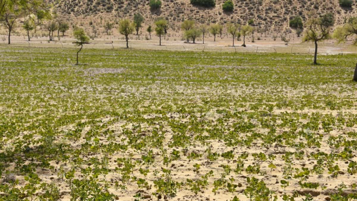 Lack Of Rainfall Results In Drought-like Conditions In Several Villages ...