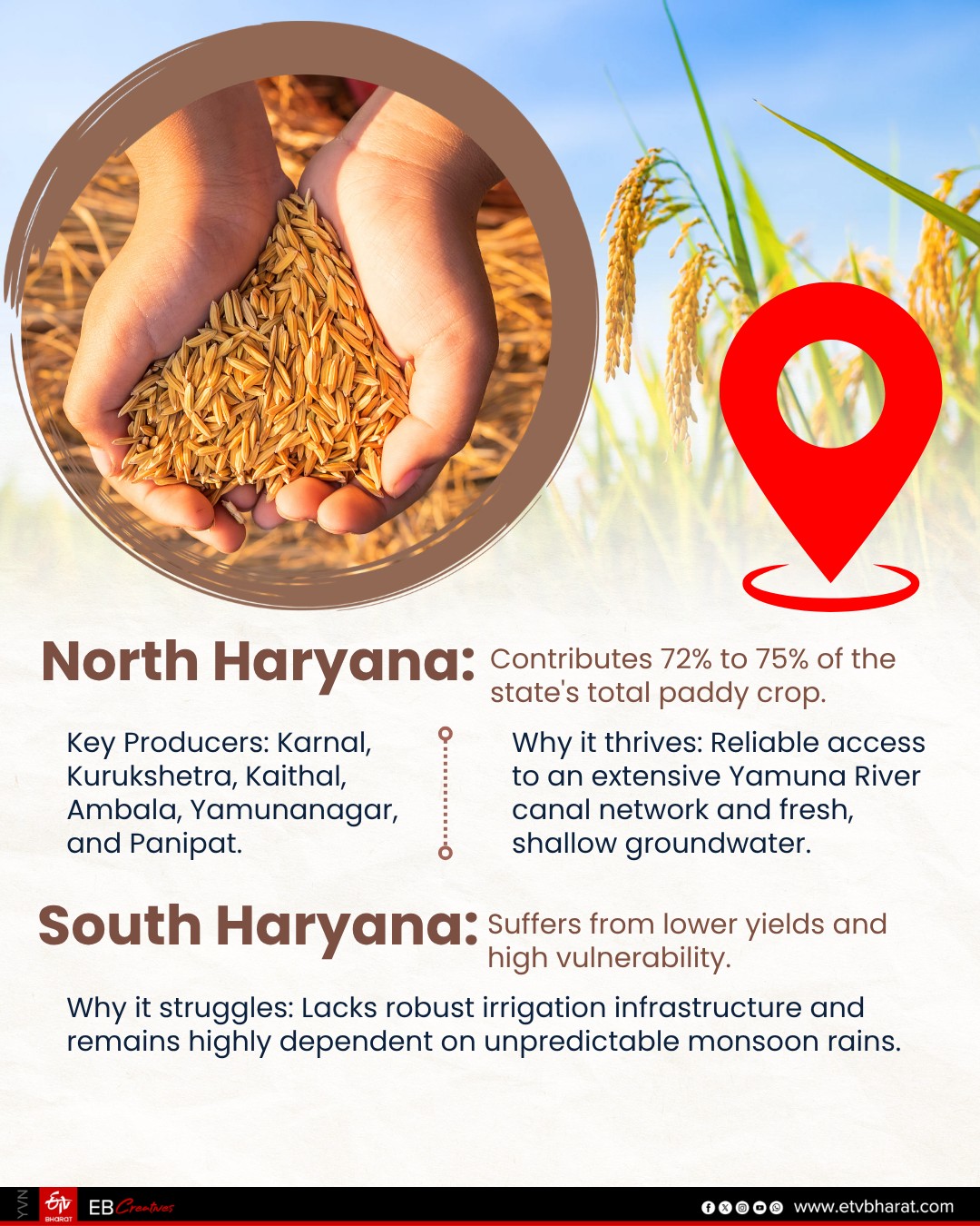 Rain Deficit Triggers Sharp Drop In Haryana Paddy Output