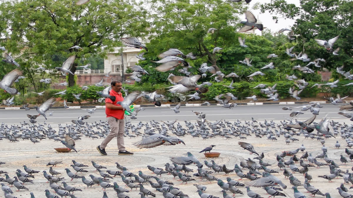pigeon house