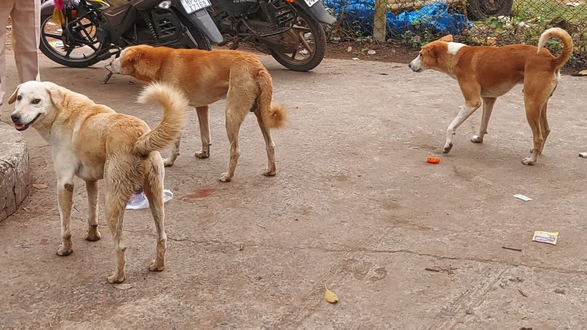VIDISHA DOG BITE CASES