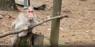 கொடைக்கானல் குரங்கின் குல்லா சாகசம்