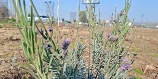 کشمیر کی لائف لائن پر لیونڈر پودوں کی بہار