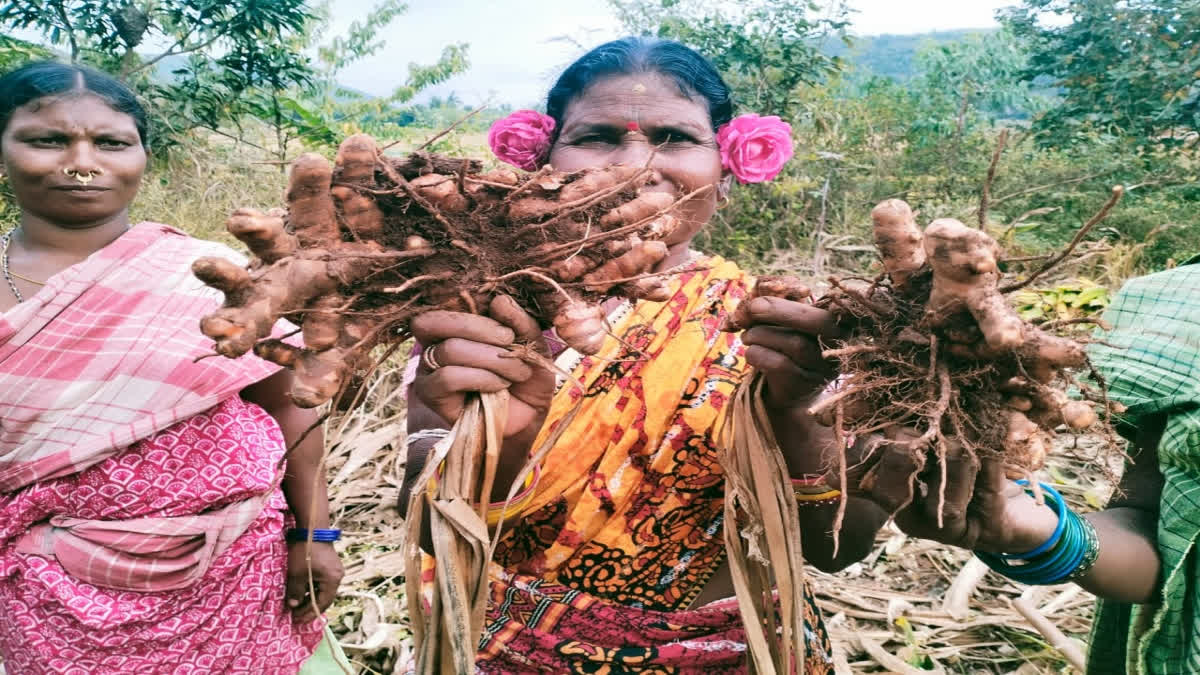 Women Farmers in Odisha's Koraput District Make Oil Out Of Turmeric Leaves, Rake Profits Turmeric farmers of Koraput