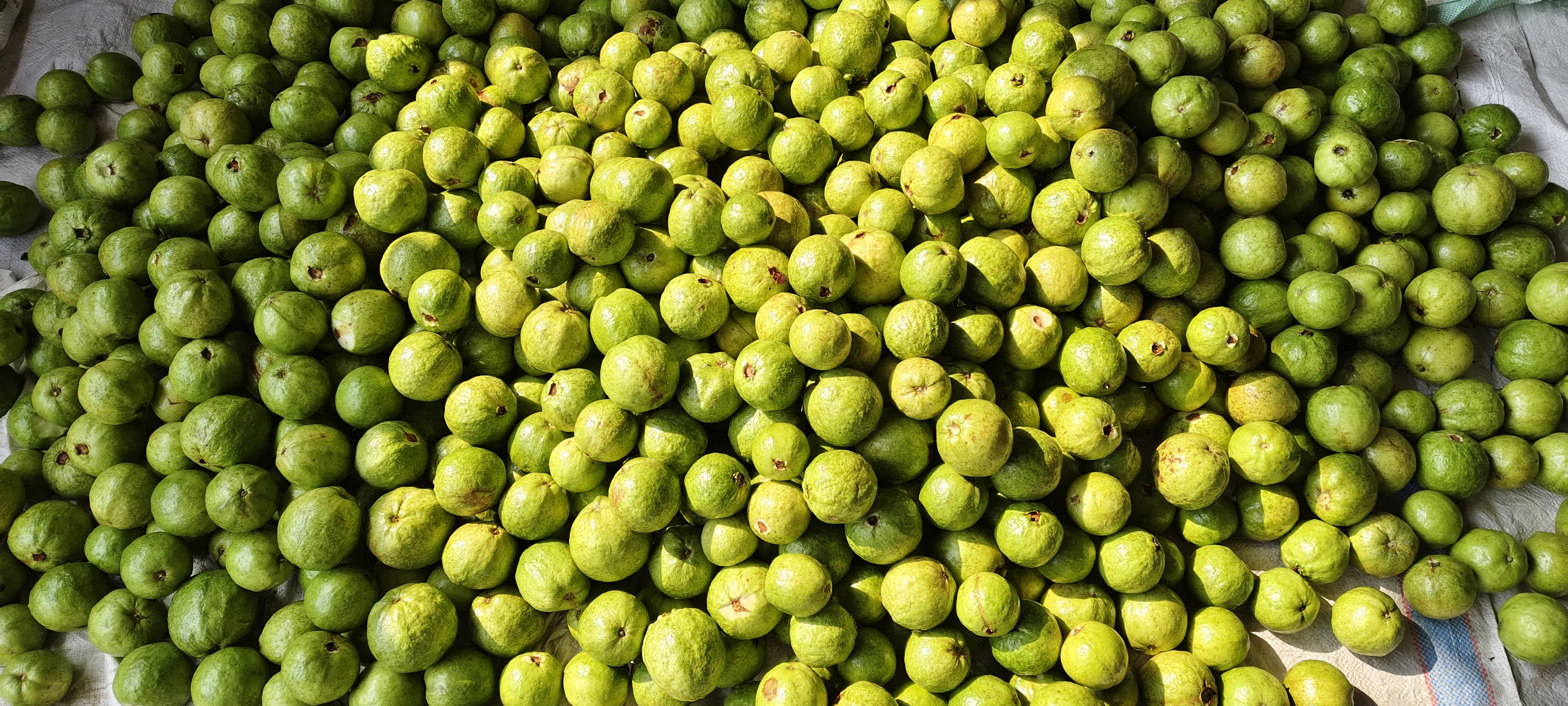 Chhattisgarh Couple Encourages Tree Planting By Distributing Fruits, Spends Half Salary For Environment Cause