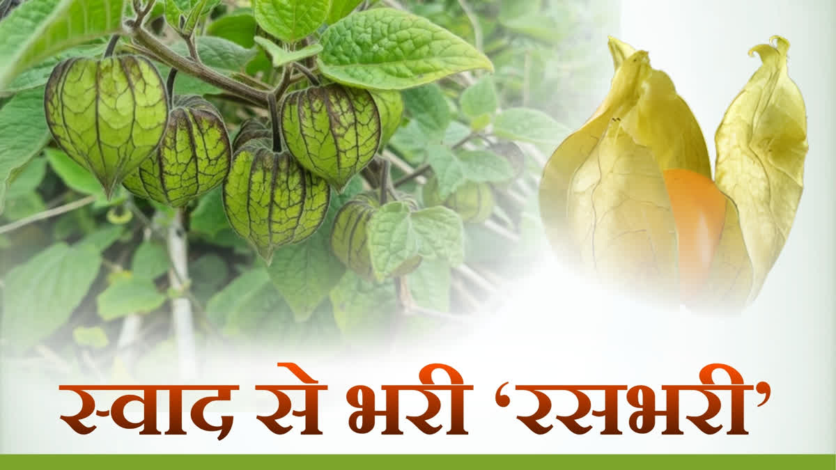 RASBHARI CULTIVATION IN BIHAR