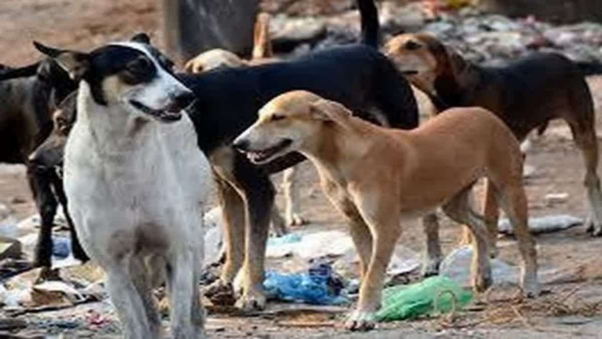 सुप्रीम कोर्ट के निर्देश के बाद, कश्मीर में सार्वजनिक जगहों को आवारा ...