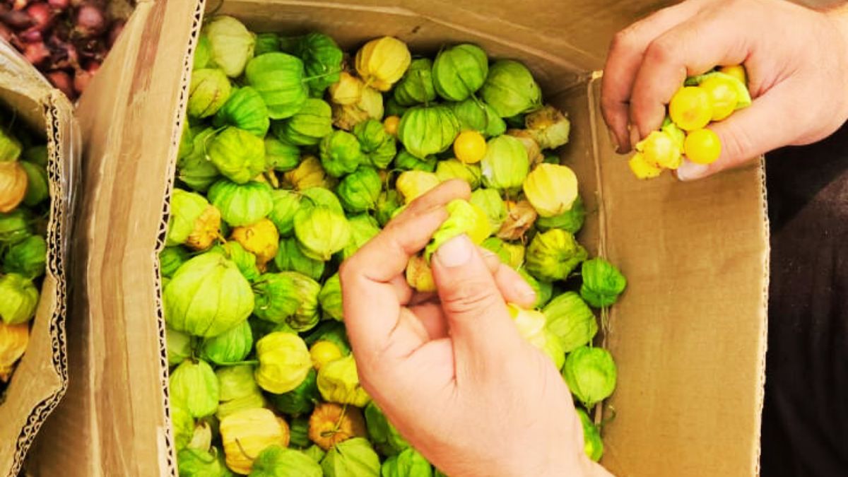 RASBHARI CULTIVATION IN BIHAR
