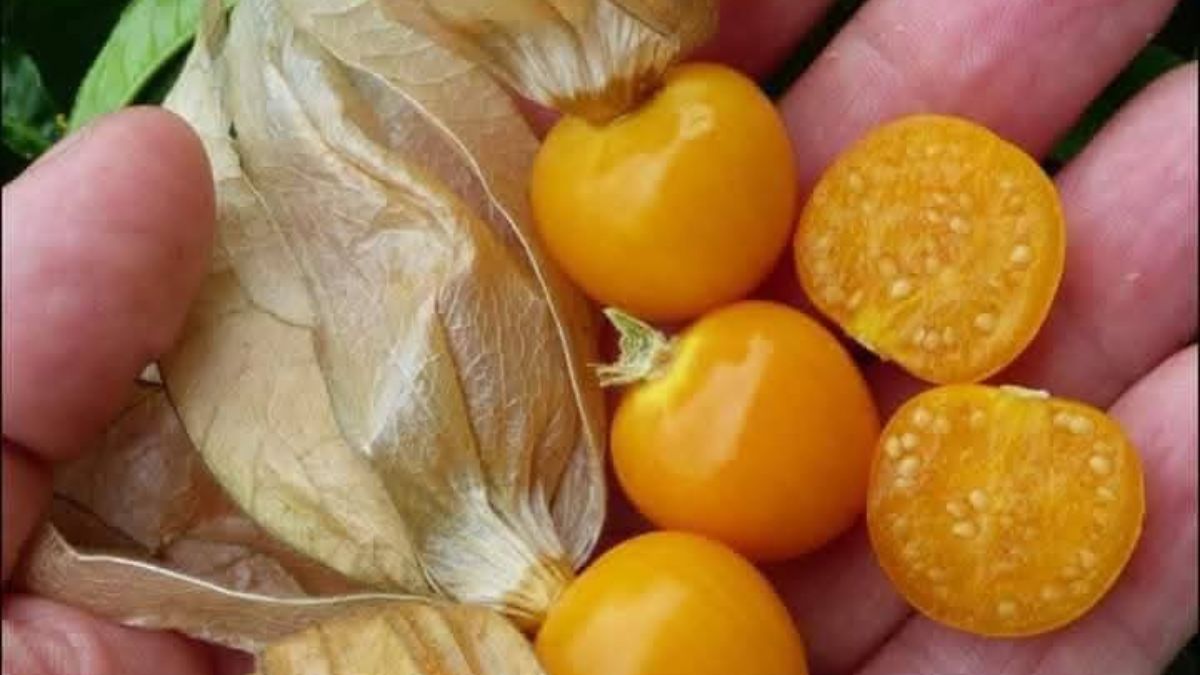 RASBHARI CULTIVATION IN BIHAR