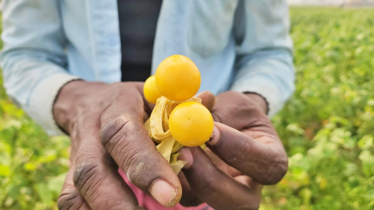 RASBHARI CULTIVATION IN BIHAR