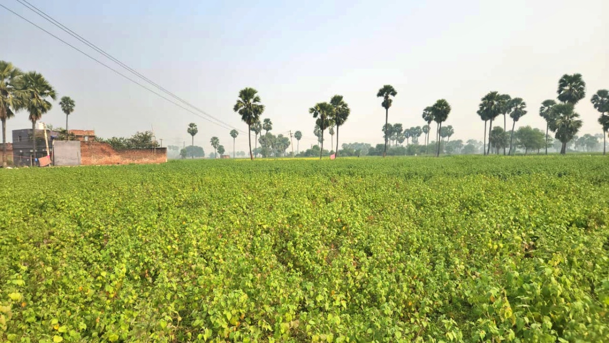 RASBHARI CULTIVATION IN BIHAR