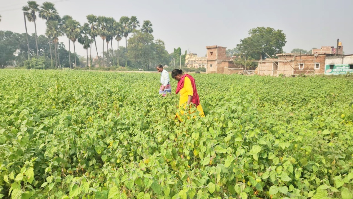 RASBHARI CULTIVATION IN BIHAR