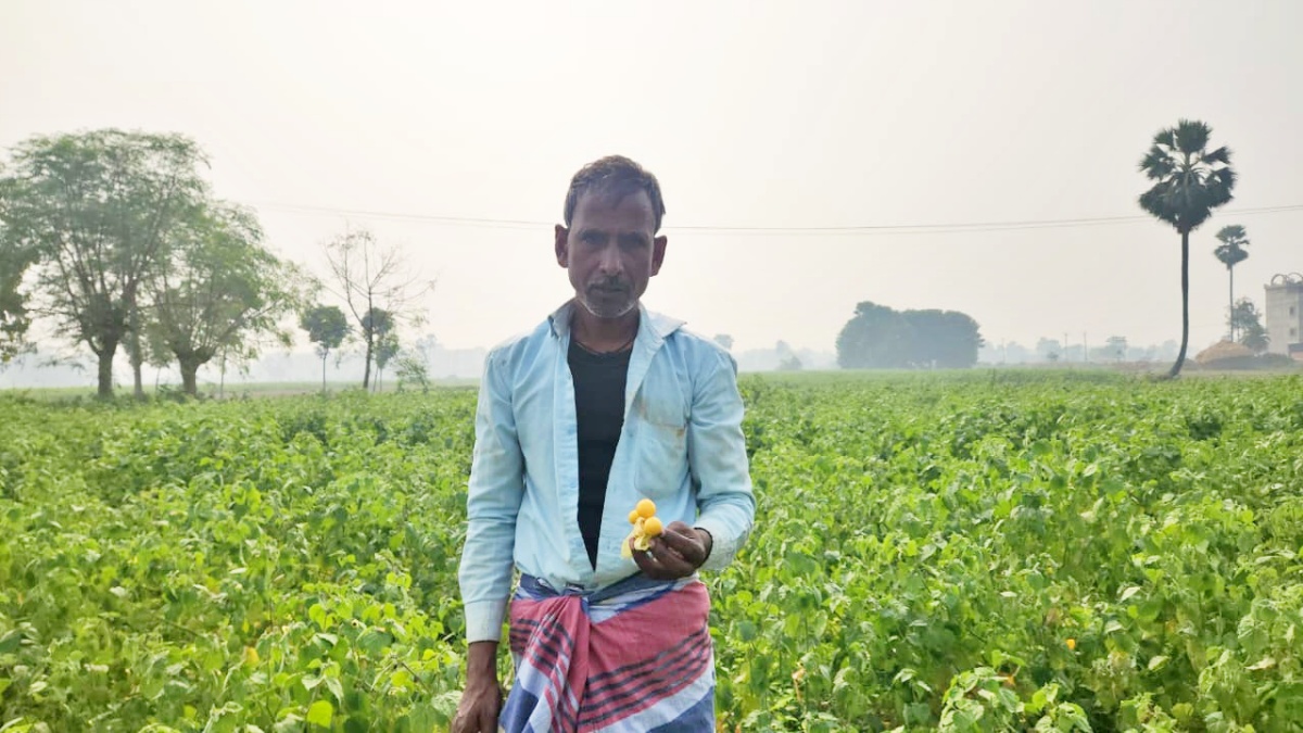 RASBHARI CULTIVATION IN BIHAR