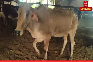 अलवर की दिव्यांग गोशाला