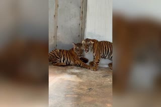 Four Rescued Tiger Cubs Die In Mysuru Rehabilitation Centre, Organ Samples Sent To Bengaluru Lab For Testing