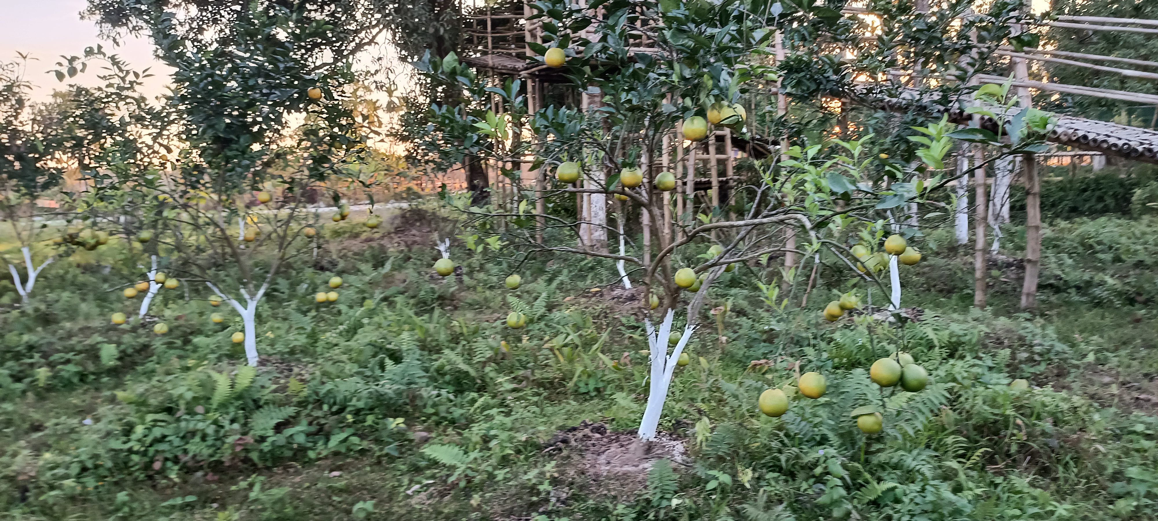 Bonphool Agri Tourism