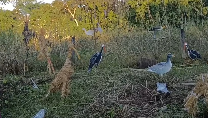 Charaichong festival in Majuli aimed at restoring the bird sanctuary established in 1633