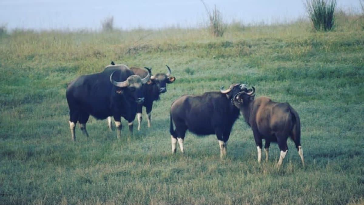 SATPURA TIGER RESERVE BISON SENT