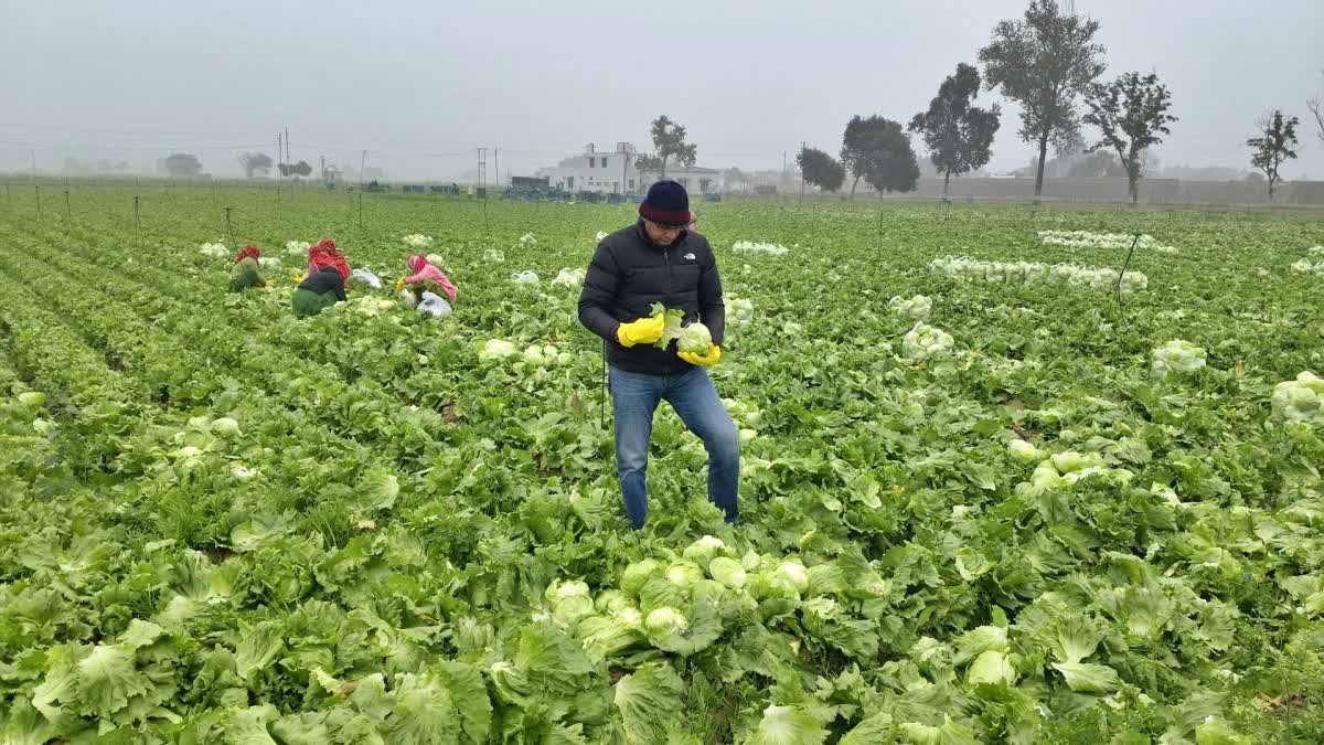 Iceberg Lettuce Success Story